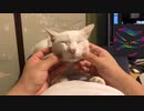 猫に小顔マッサージしてみる