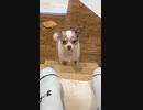 ホモと見るシャゲダンする犬
