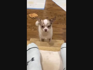 ホモと見るシャゲダンする犬