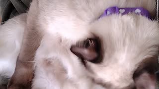 膝の上で毛づくろいなさる夢様