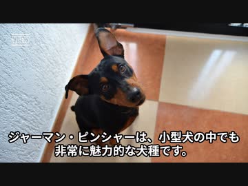 ジャーマン・ピンシャーの魅力！