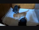 【飼主は見た】ひとり歩く練習をする長男子猫
