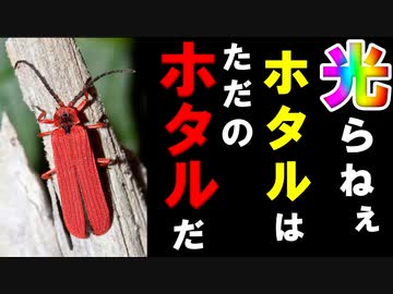 【ゆっくり解説】「ホタル＝光る虫」は間違い！？　ベニボタルを解説