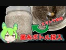 【クワガタ飼育】スマトラオオヒラタ飼育記＃3