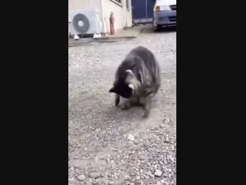 ホモと見るアルマジロのように丸くなる猫