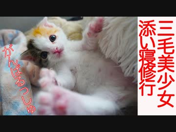 【子猫】美少女三毛イモ、添い寝の試練に挑むも…