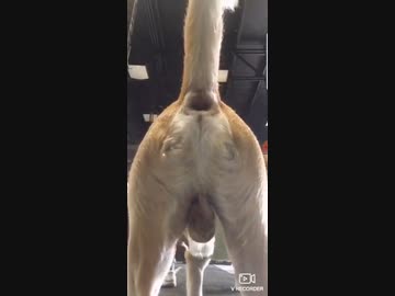 ホモと見るカメラと女の間に立ちふさがる犬