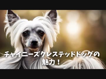 チャイニーズ・クレステッド・ドッグの魅力！