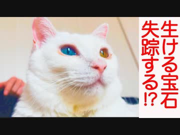 生ける宝石珍獣、忽然と姿を消す