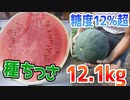種が小さく高級感も有って贈答用に超お勧め！【スイカ（ピノ・ダディ）2023 part 2】