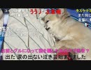 【コメント有】ニンポー 2023年08月03日18時20分 あの【ニコ生録画】