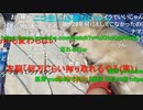 ニンポー（千代豊和） あの