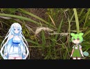 草を掘り返して糖分を摂取するずんだもん