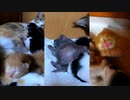 子猫の成長記録 Vol.1【生後0日～21日】