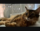 【あかねこ】ねるまえの。2023年7月31日