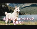 ホワイト・シェパード・ドッグの魅力！