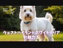 ウェスト・ハイランド・ホワイト・テリアの魅力！