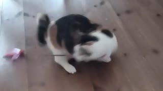 飼い主に似た頭の良さ