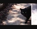 black cat/可不