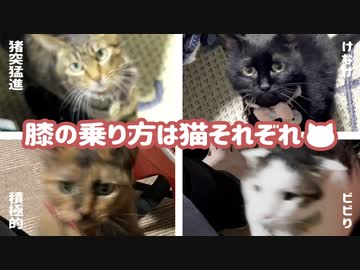 うちの猫の膝の乗り方の違いを比べてみた