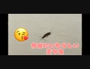 私は親子丼を作りたい / ずんだもん