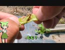 枝豆がピンチなのだ！