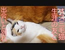 オス三毛王子様猫、最高の仲間との出会いと別れ