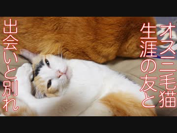 オス三毛王子様猫、最高の仲間との出会いと別れ