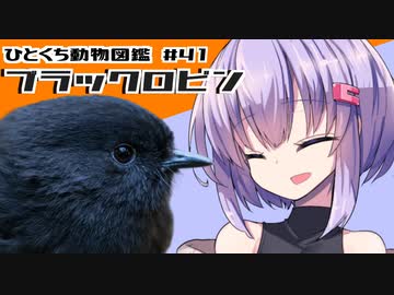 ひとくち動物図鑑　#41　ブラックロビン　[VOICEROID解説]