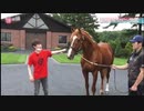 ホモと見るオルフェーヴルの恐ろしく速い前蹴り
