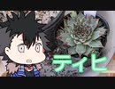 【VOICEVOX茶番】センペラー青山龍星の多肉チャンネル＃センペルビウム ティヒの植え替え