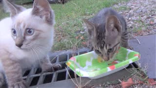 【仔猫】野良猫一家全員集合？