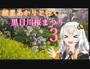 紲星あかりと行く、黒目川桜まつり3（埼玉県新座市）