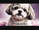 シー・ズーの魅力！