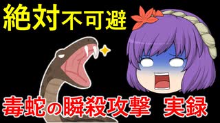 【実写注意】マムシをツンツンしてみた【VOICEVOX解説】