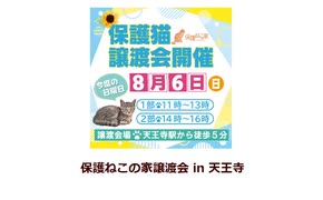 保護ねこの家譲渡会 in 天王寺