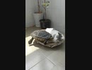 猫 VS 亀