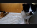 【生後23日目の終わり】お母さんに会いたくて呼ぶ子猫