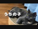 うちの子 / 初音ミク