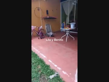 ミニチュアシュナウザーｖｓ猫その１４