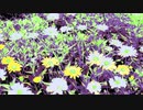 #チ｜ユ｜リ @長山｜知由理