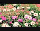 #チ｜ユ｜リ @長山｜知由理