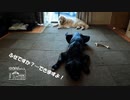 【第167回】サイレントふせとシソジュースとスイカカレー