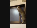 換気扇のコードにじゃれるさつき