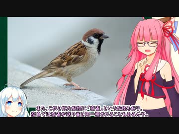 琴葉茜は妖怪を紹介したい 第2回 送り雀【VOICEROID解説】