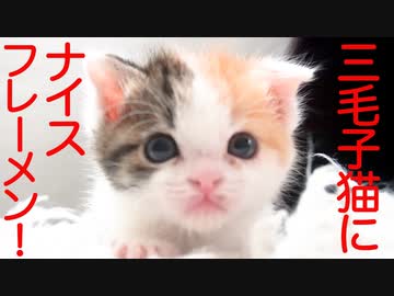 匂い職人猫、あの子にナイスフレーメン！