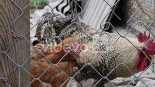 Hens and rooster closed on the catwalk, in hen house　三好多加也