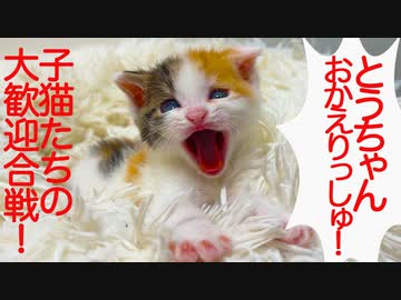 お利口子猫たち、熱すぎるお出迎えをする