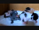 シャーしていた赤ちゃん猫が自ら寄って来て撫でさせてくれた