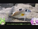 【のんびり】知多半島釣行4【水中映像】